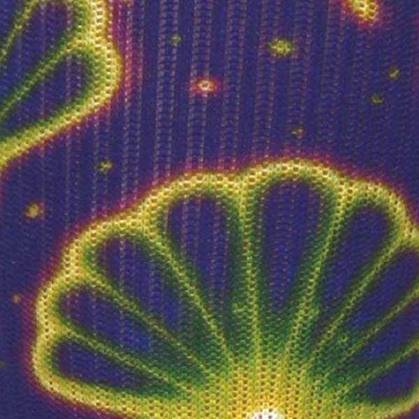 Seashells - (Standard & Extra Wide)